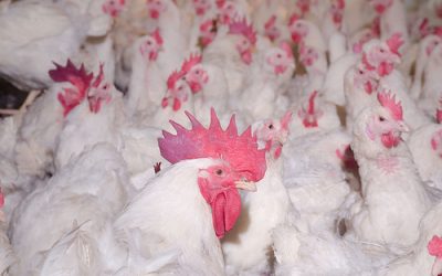 Wireless Data Loggers help 15 million chickens survive transportation