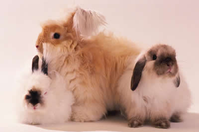 Veterinary Products Solutions
