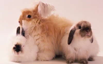 Fourtec MicroLite Monitors Humidity Effectively in Veterinary Production