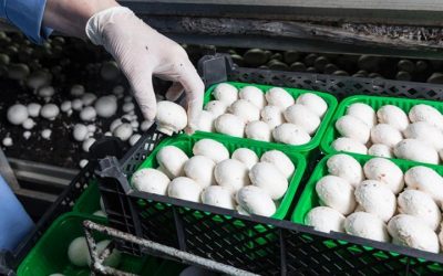 Why is CO2 Measurement Useful in the Food & Beverage Industry?