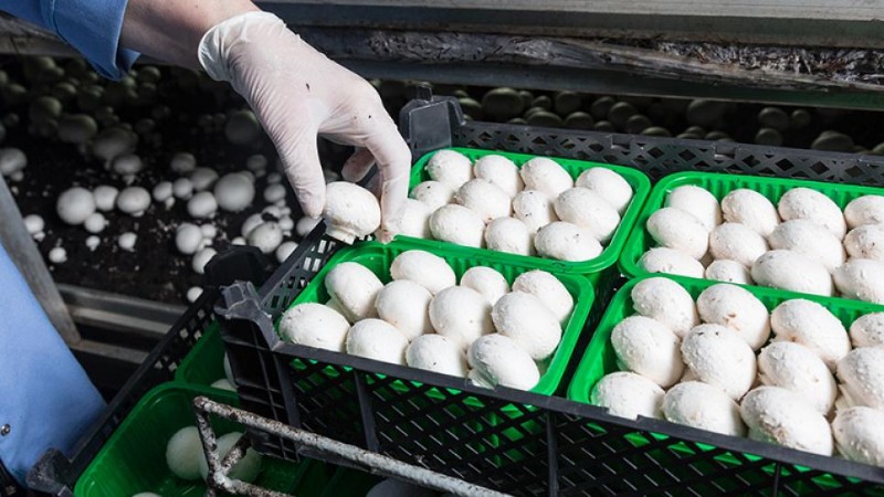 CO2 Measurement in Food Industry