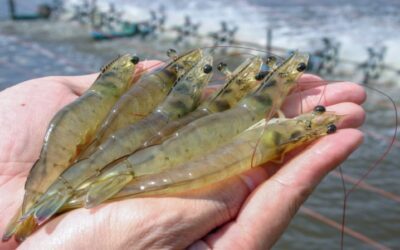 Smart AI Monitoring Transforms Shrimp Production